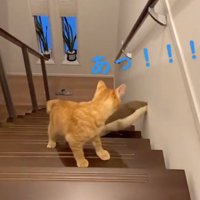 クッションを落とす猫