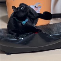 ブルブルマシンに乗る黒猫9