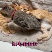 茶トラ柄の猫の下から這い出るキジトラ柄の猫