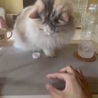 ペットボトルの蓋を受け止める猫