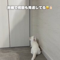 虫を見ている子猫