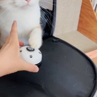 ベルを鳴らす茶白猫
