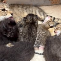 世話をする猫