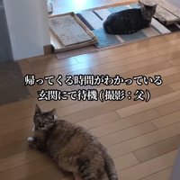 玄関でくつろぐ2匹の猫