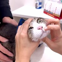鼻の穴をチェックされる猫