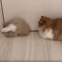 ドアの前の猫たち