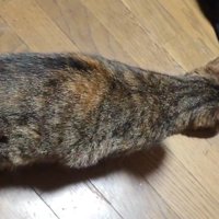 猫のお尻を片手で優しく掴む飼い主