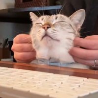 ほっぺを触られる猫