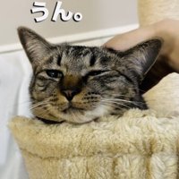 飼い主さんに頭を撫でられるキジトラ猫
