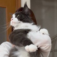 飼い主に抱っこされて遠くを見つめる猫