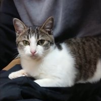 人のひざの上でくつろぐ子猫