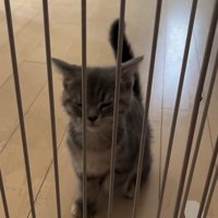 片足を上げる子猫2