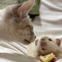 ネズミに近づく猫