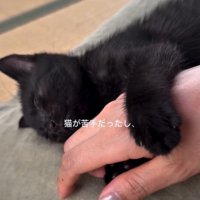 飼い主さんの手に甘える猫