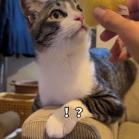 ぬいぐるみの近くで耳を上げている猫「！？」