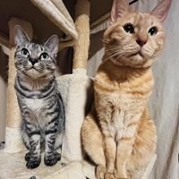 並んで座る2匹の猫