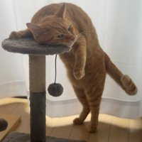 キャットタワーに顔を乗せて寄りかかるように立っている茶トラ