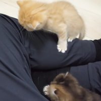 飼い主さんの膝に登り始めた赤ちゃん猫