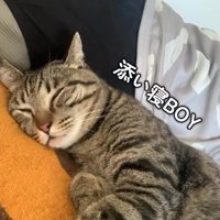 飼い主にくっついて寝ている猫