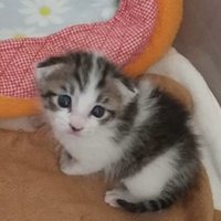 前を見る猫