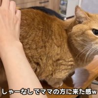 しゃーなしで