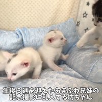テロップ「生後3週を～」