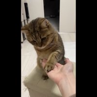 お手している写真