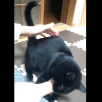 噛む黒猫