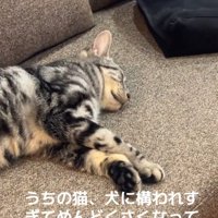 寝ながらあしらう猫