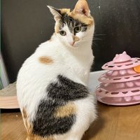 振り向く三毛猫