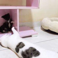 隅っこにいる子猫