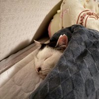毛布の中で寝る猫
