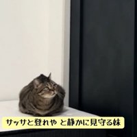 姉猫を見つめる妹猫