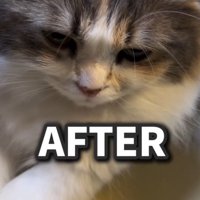 毛を乾かしてふわふわの見た目になった猫