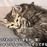 眠いキジトラ組