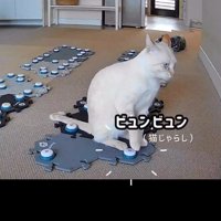 「ビュンビュン」ボタンを押す猫