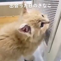 ショーケースの中にいる子猫