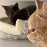 並んで座っている2匹の猫