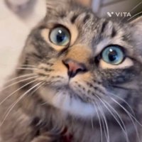 猫の顔