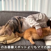 テロップ「お気に入りの～」