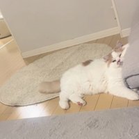 こちらを見つめる猫