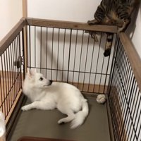 ケージに登り逆さまになる猫