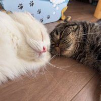 窓の外を見ている2匹の猫