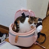 カバンの中に全身を入れた猫