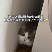 洗濯機の裏に隠れている猫