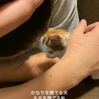 猫を撫でる男性