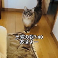 部屋に挨拶にきたサイベリアン