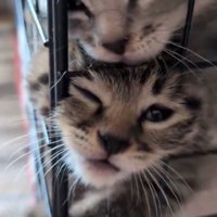 顔を寄せ合う子猫たち