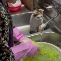 調理中のおばあちゃんと猫