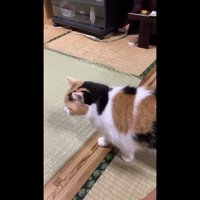 撫でられる前の歩いているミケ